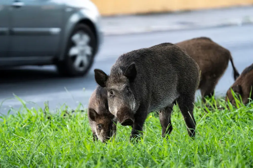 Dziki w mieście? Reaguj mądrze! Zabezpiecz dom i ogród