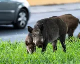 Dziki w mieście? Reaguj mądrze! Zabezpiecz dom i ogród