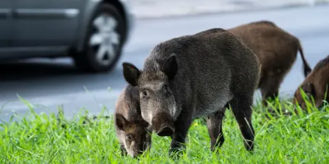 Dziki w mieście? Reaguj mądrze! Zabezpiecz dom i ogród